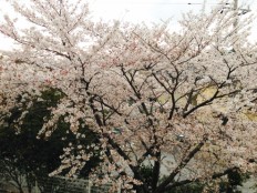 自宅のベランダから見える桜
