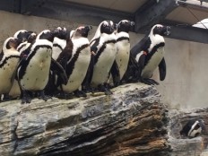 サンシャイン水族館 ペンギン