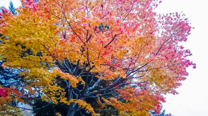 札幌紅葉