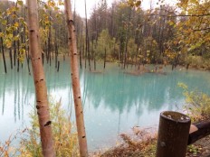 美瑛　雨の青い池