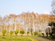 北海道を代表する樹木の白樺