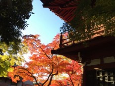 千葉県「本土寺」の秋