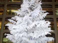 白いクリスマスツリー！