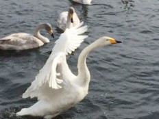 大沼国定公園の白鳥